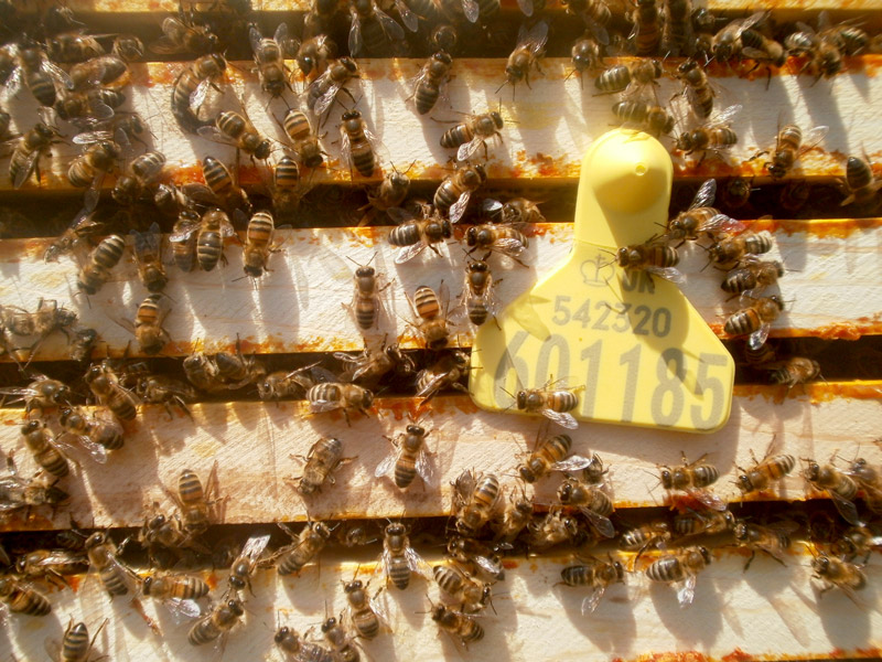 Tagged-bee