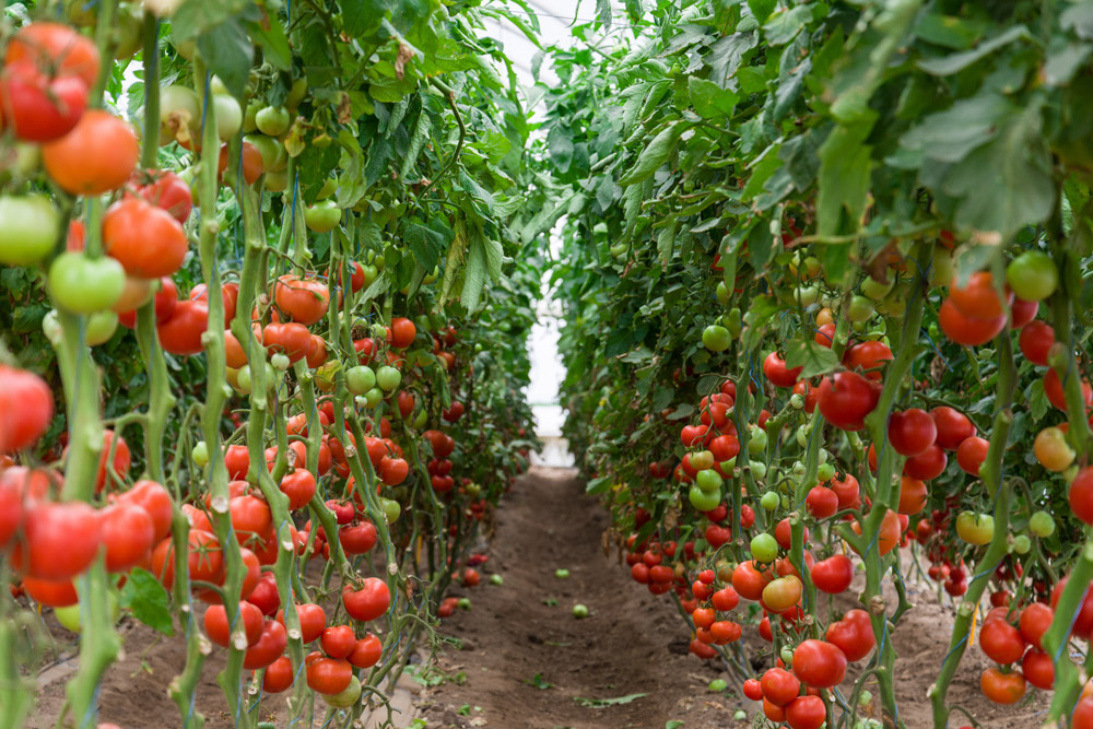 horticulture1