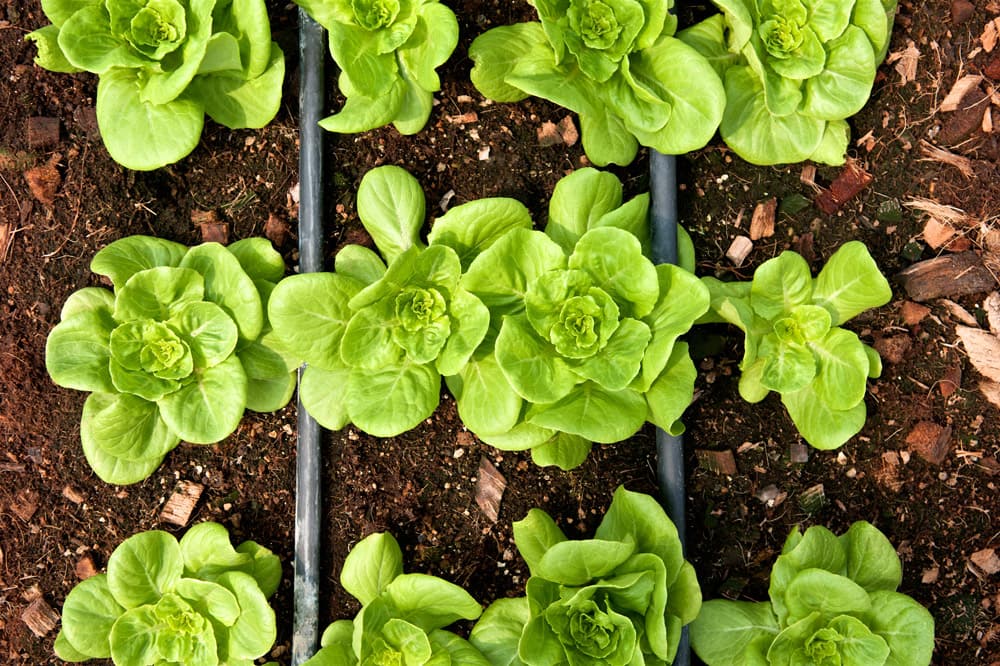 horticulture2